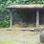 Kurs 12 Bi im Landauer Zoo 22.5.13