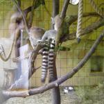 Kurs 12 Bi im Landauer Zoo 22.5.13